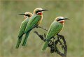 37 - Bee-eaters - WHATMORE MIKE - england